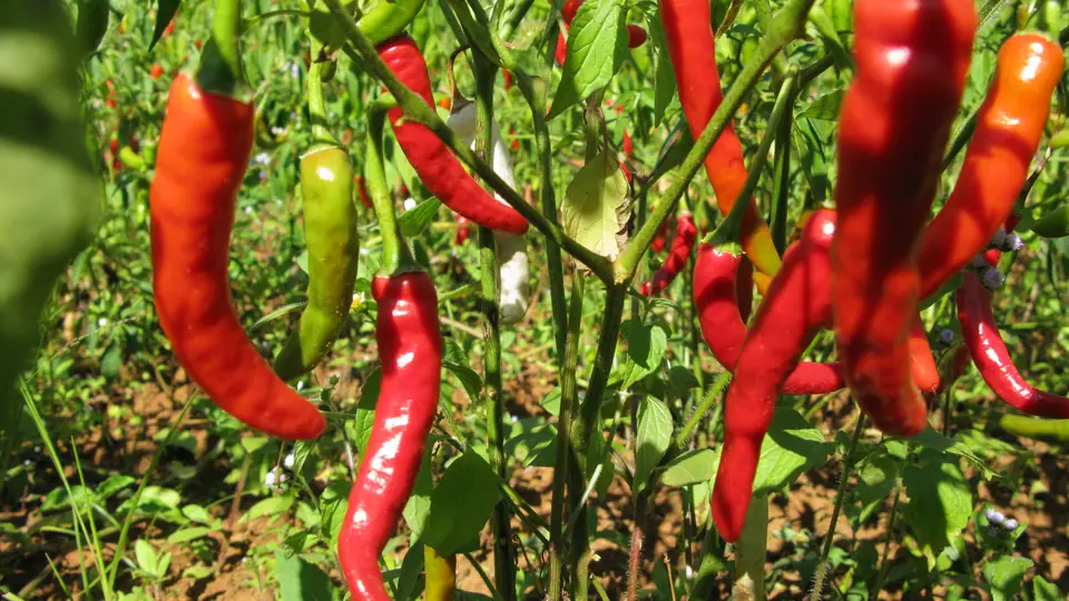 Ajíes rojos y verdes alargados colgando de la planta