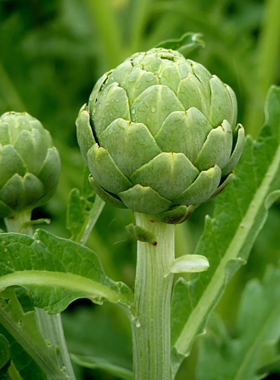 Alcaucil (alcachofa) cerrado y fresco en la planta, con las brácteas superpuestas y el tallo verde