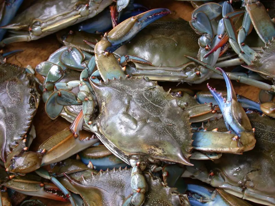 Cangrejo azul vivo a la venta en un puesto de mercado, con su caparazón de tonos azulados