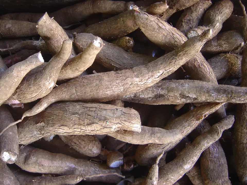 Raíces de mandioca enteras con cáscara marrón, apiladas