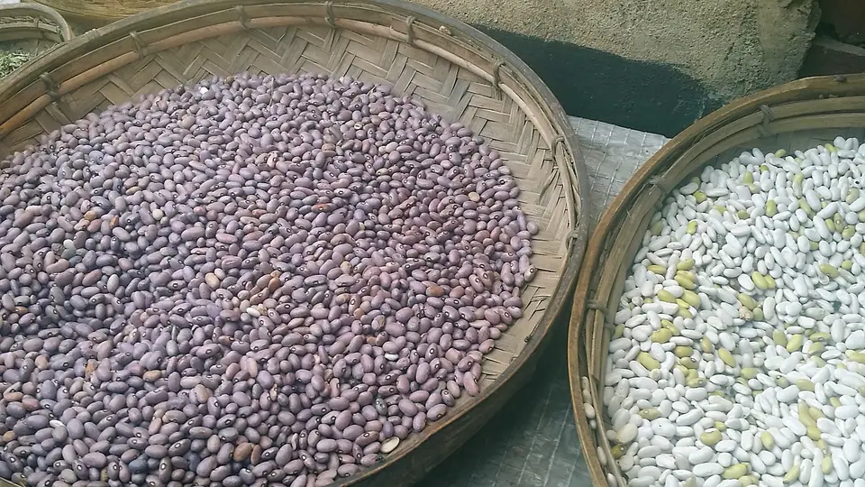 Porotos secos en canastas de mimbre, unos morados moteados y otros blancos