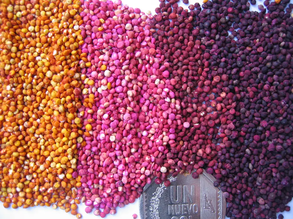 Granos de quinoa de distintos colores, crudos