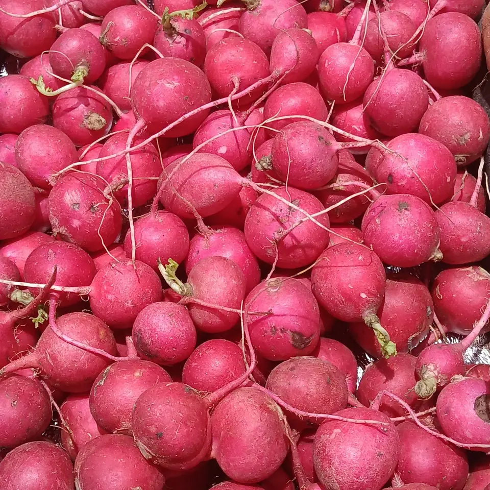 Rabanitos rojos frescos amontonados, recién lavados